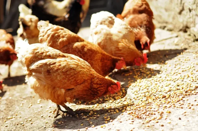MAIZ ENTERO AVES DE CORRAL 25KG - Imagen 2