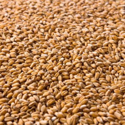TRIGO GRANO AVES CORRAL GALLINAS 25KG