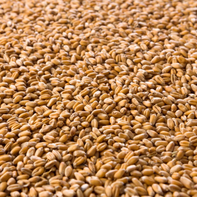 TRIGO GRANO AVES CORRAL GALLINAS 25KG